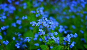 National Forget-Me-Not Day
