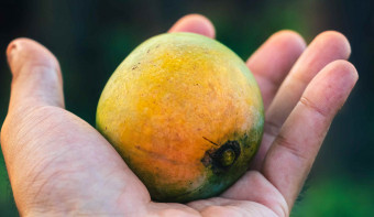 Read more about National Mango Day