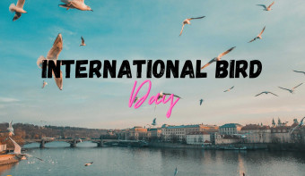 Read more about International Bird Day