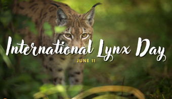 Read more about International Lynx Day