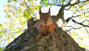 Read more about National Grab Some Nuts Day