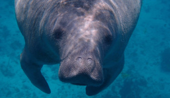 Read more about Manatee Appreciation Day
