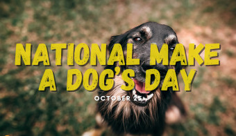 Read more about National Make a Dog’s Day