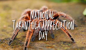 Read more about National Tarantula Appreciation Day