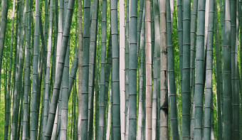 Read more about World Bamboo Day