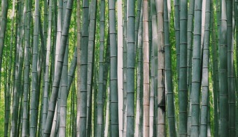 World Bamboo Day