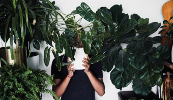 Read more about Houseplant Appreciation Day