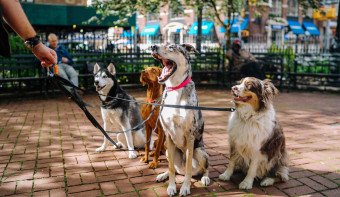 Read more about National Dog Walker Appreciation Day