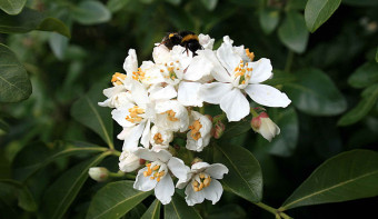 Read more about National Orange Blossom Day