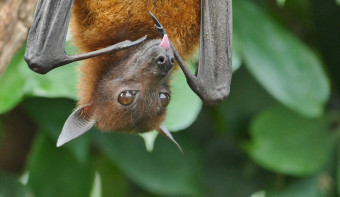 Read more about National Bat Appreciation Day
