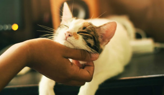 Read more about National Take Your Cat To The Vet Day