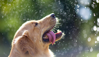 Read more about Golden Retriever Day