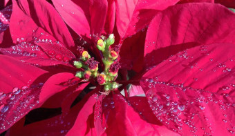 Read more about Poinsettia Day