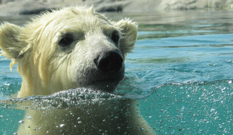 Read more about National Polar Bear Day