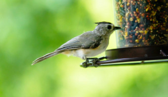 Read more about National Bird-Feeding Month