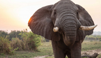 Read more about Elephant Appreciation Day