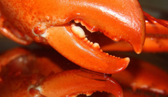 Read more about National Lobster Day