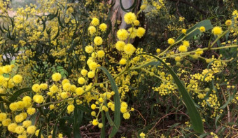 Read more about National Wattle Day