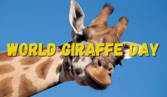 World Giraffe Day