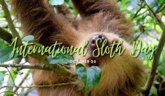 Read more about International Sloth Day