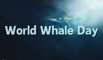 Read more about World Whale Day