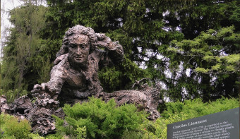 Read more about Linnaeus Day