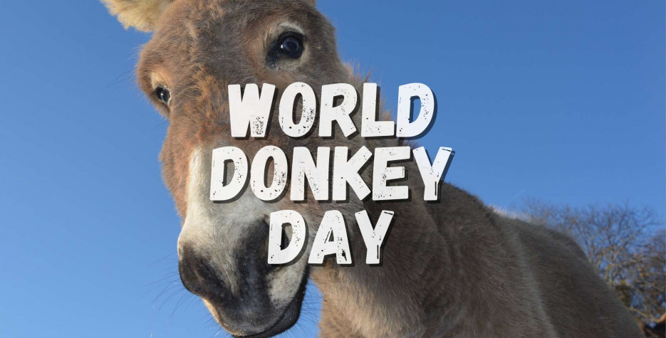 World Donkey Day around the world in 2026