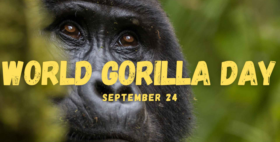 World Gorilla Day around the world in 2026