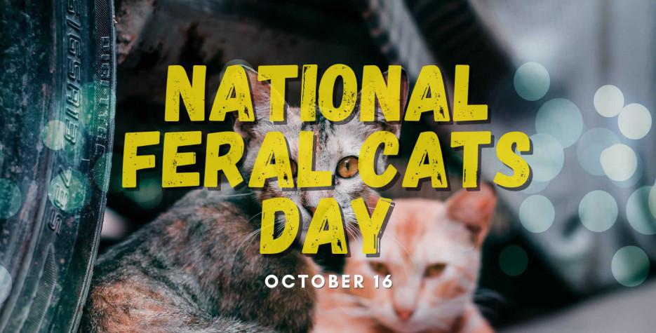 National Feral Cat Day in USA in 2025