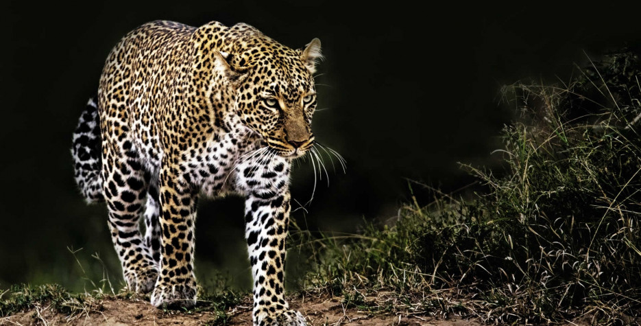 International Leopard Day around the world in 2024