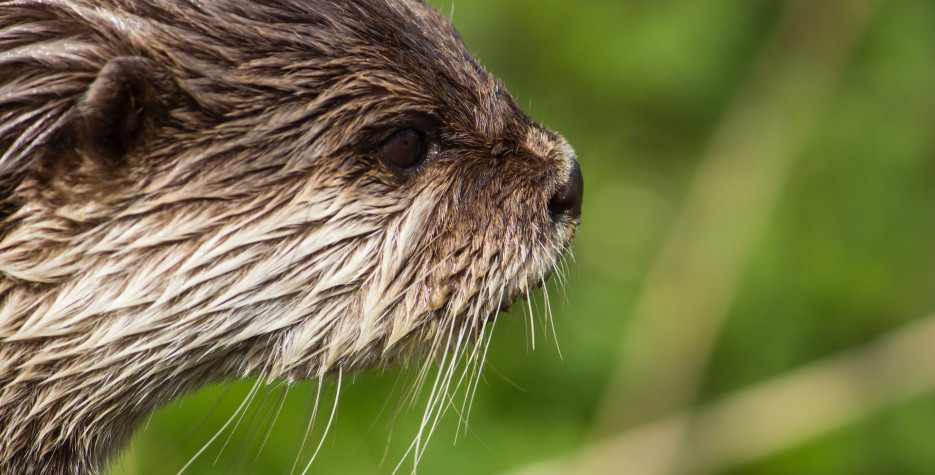 World Otter Day around the world in 2022