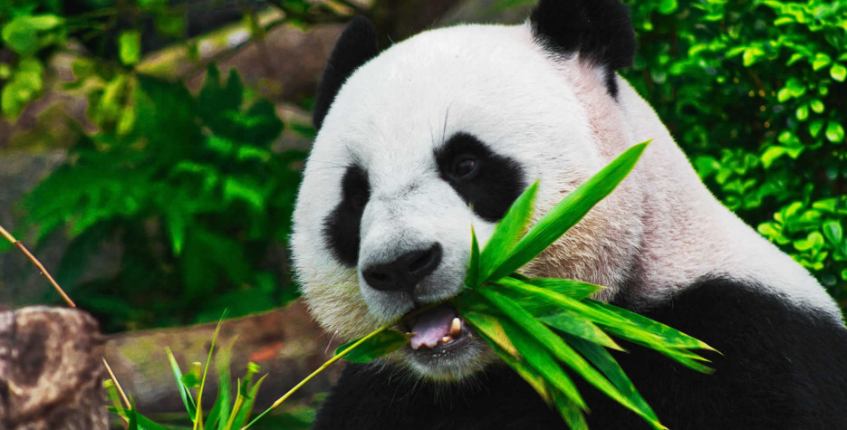 National Panda Day around the world in 2023
