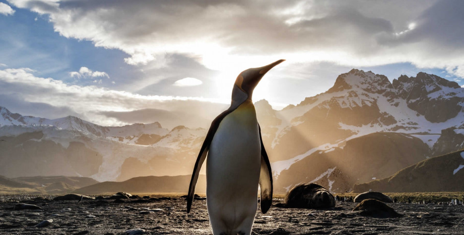 World Penguin Day around the world in 2023