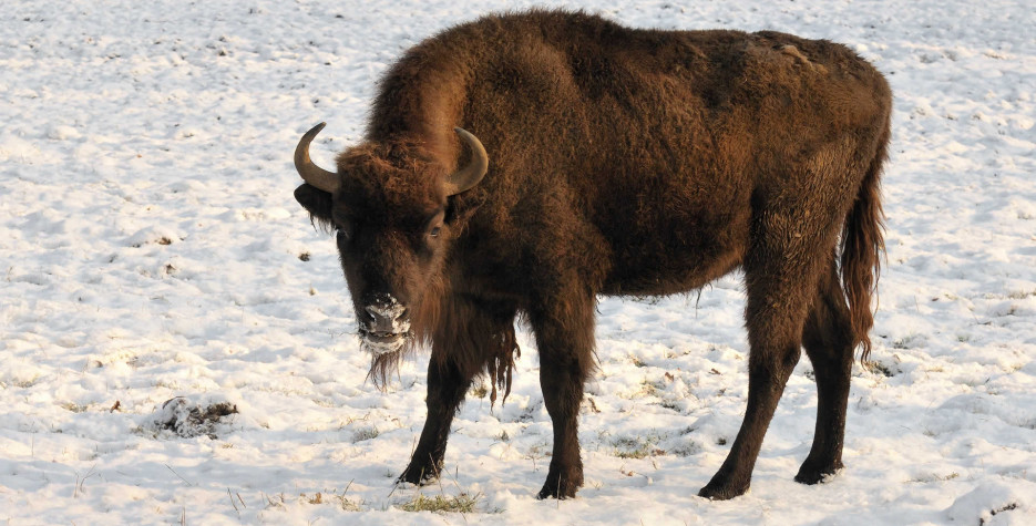 National Bison Day in USA in 2023