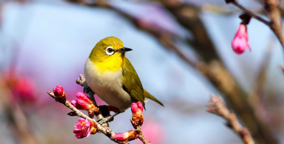 National Audubon Day around the world in 2022