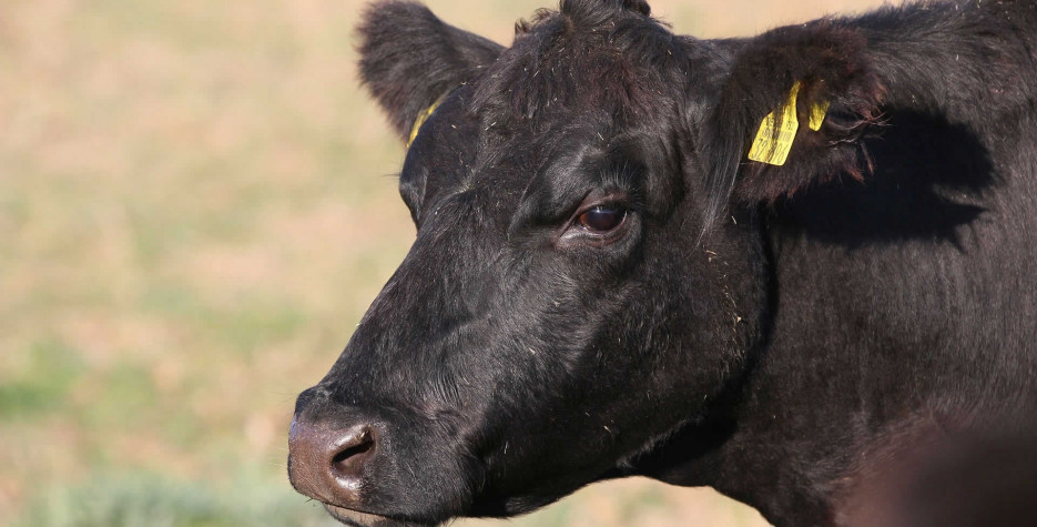 National Black Cow Day in USA in 2024