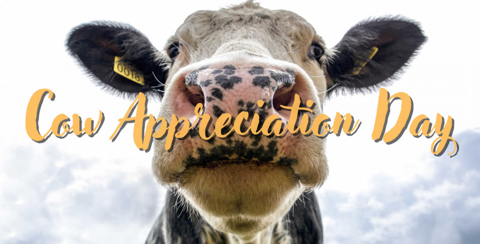 Cow Appreciation Day in USA in 2024