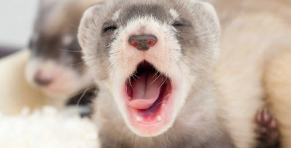 National Ferret Day in USA in 2024