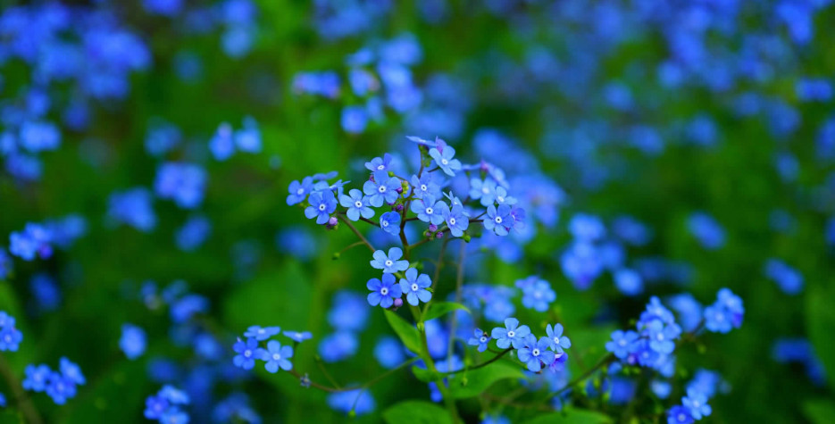 National Forget-Me-Not Day in USA in 2022