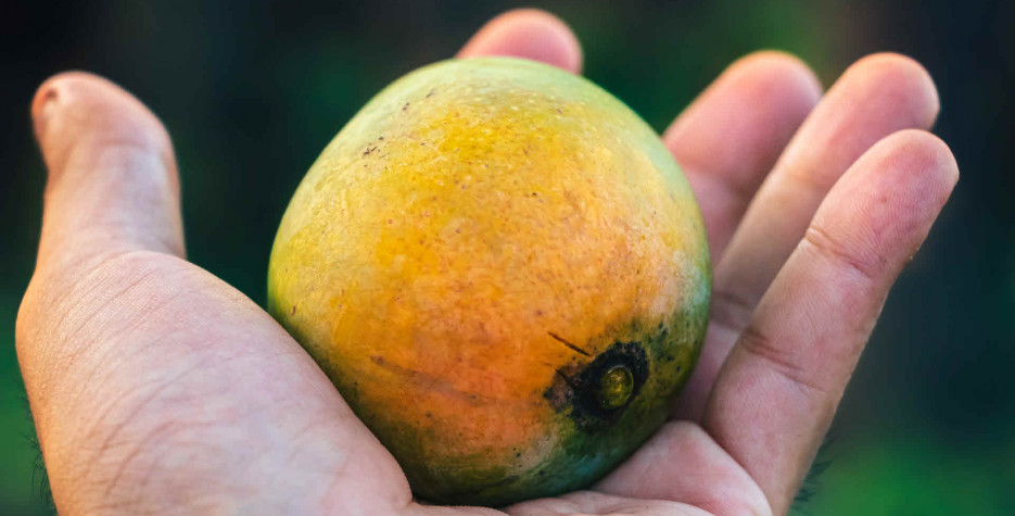 World Mango Day around the world in 2024