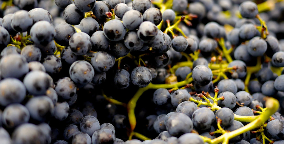 Pinot Noir Day in United Kingdom in 2022