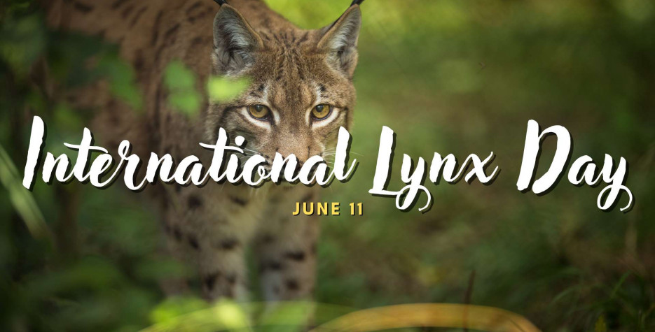 International Lynx Day around the world in 2025