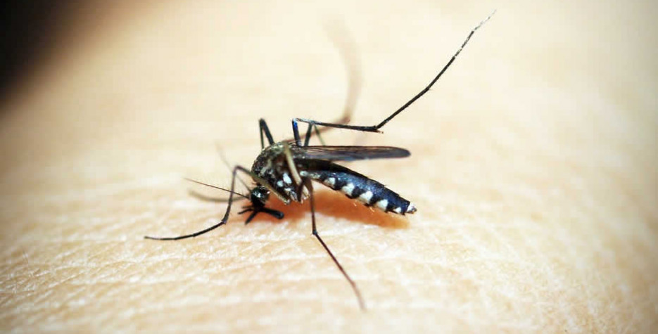 World Mosquito Day around the world in 2024