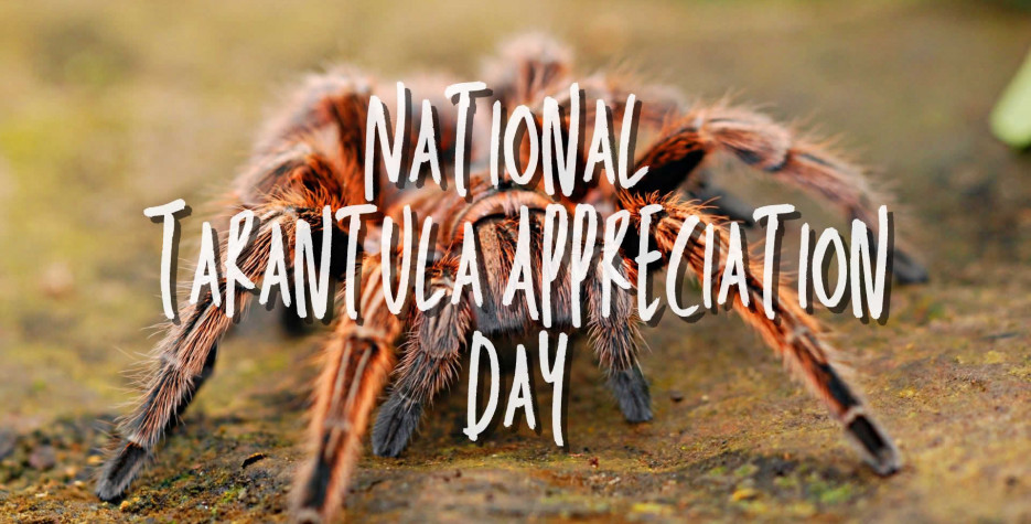 National Tarantula Appreciation Day in USA in 2024