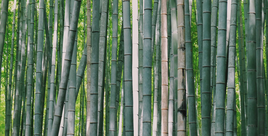 World Bamboo Day around the world in 2024