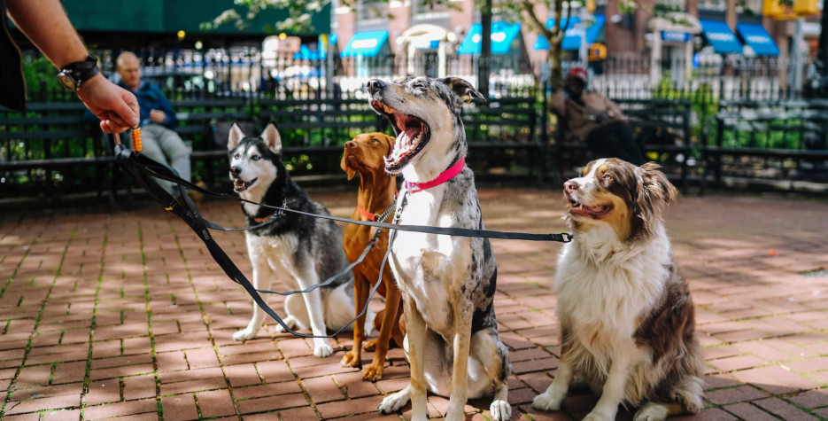 National Dog Walker Appreciation Day in USA in 2023