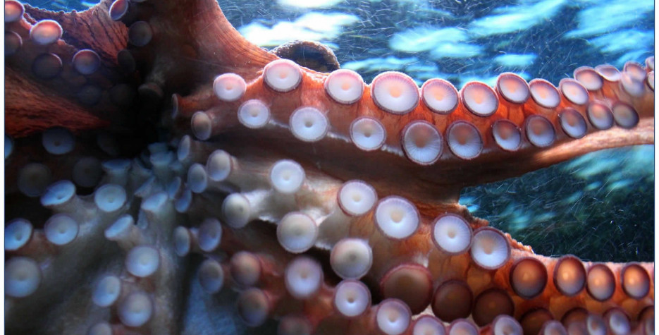 World Octopus Day in United Kingdom in 2022