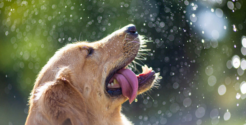 Find out the dates, history and traditions of International Golden Retriever Day.