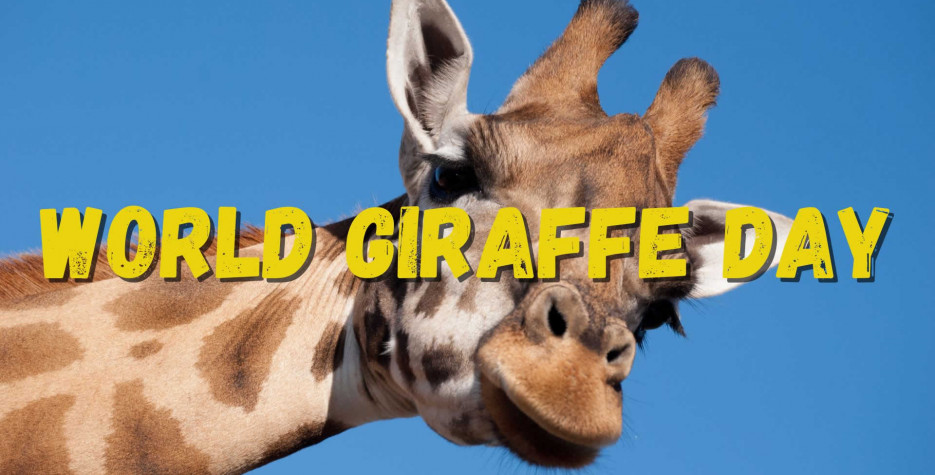 World Giraffe Day around the world in 2025