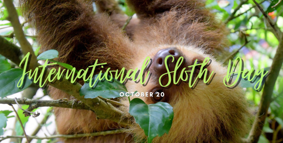 International Sloth Day around the world in 2024